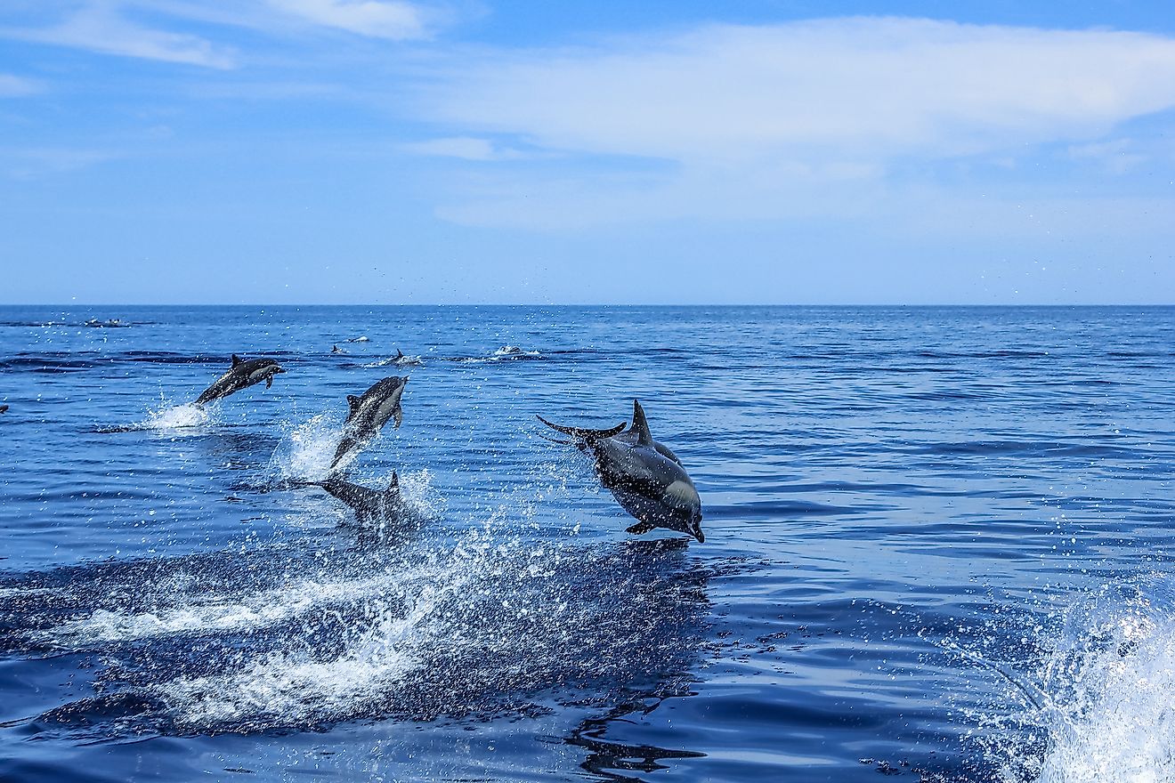 Gulf Of California