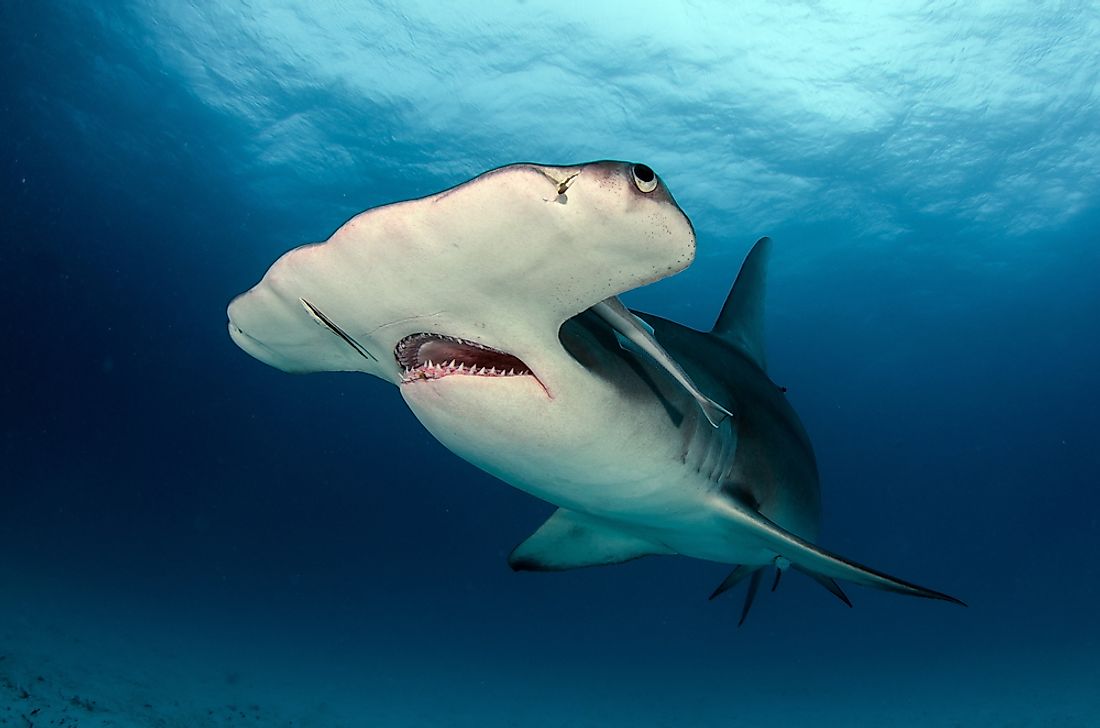 The World's Largest Sharks WorldAtlas