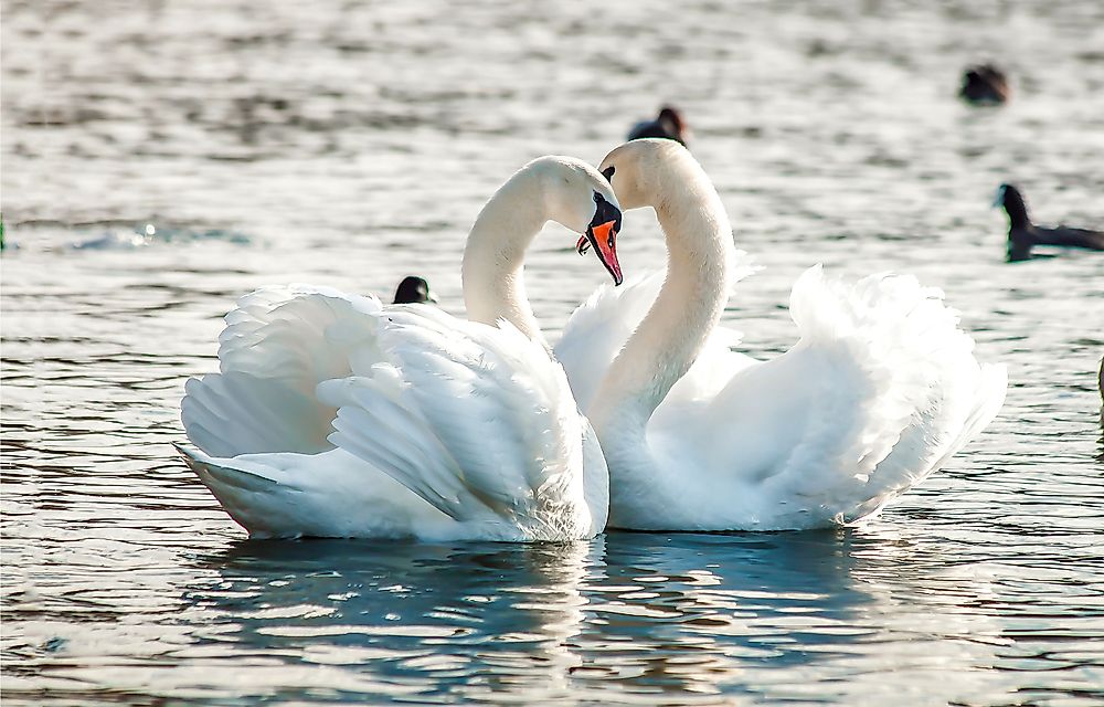 Swans