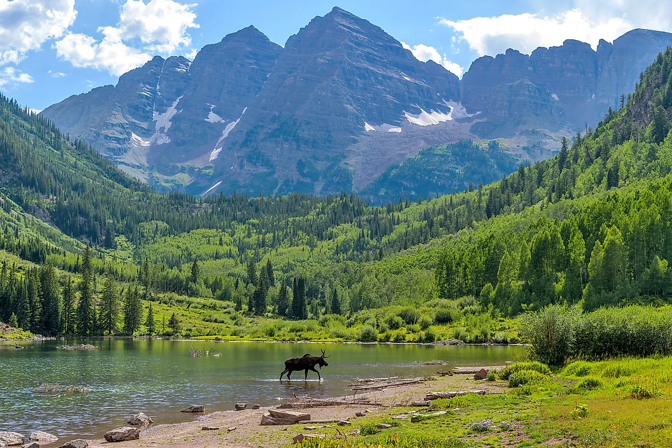 A young moose, with only one antler, walking and feeding in Maroon Lake at base of Maroon Bells. 