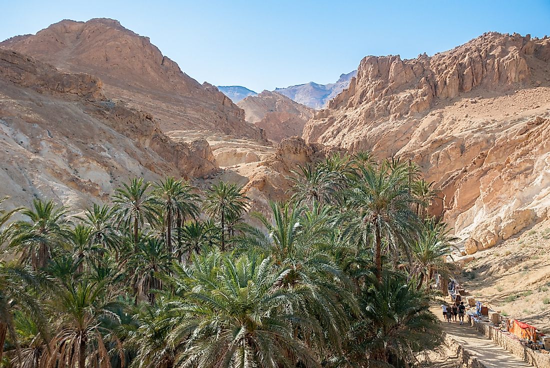 Palm Canyon, Arizona. 