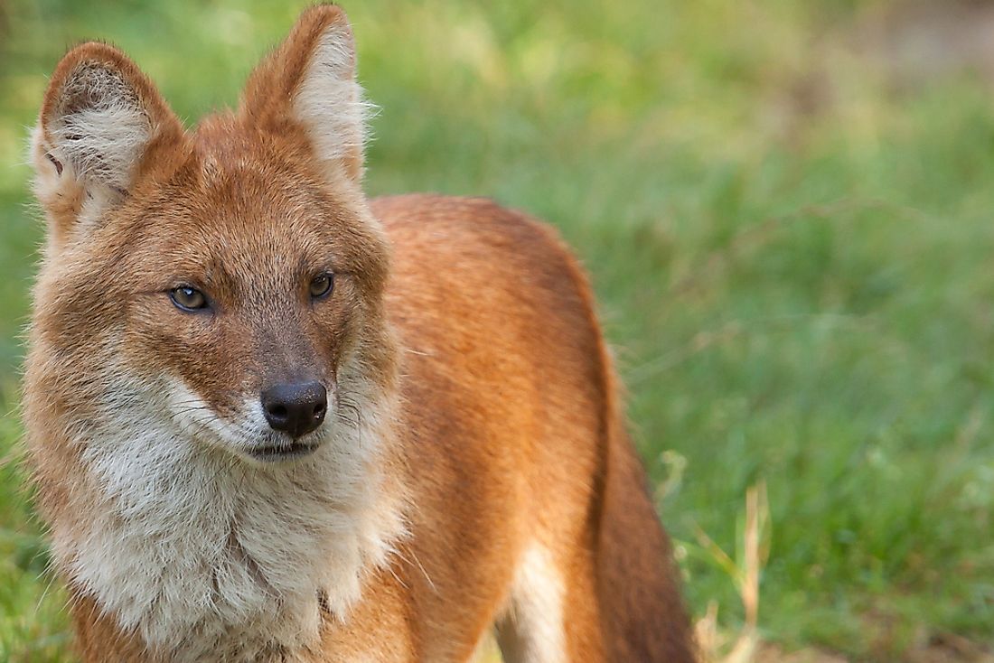 A dhole. The dhole is an example of an endangered mammal in Kyrgyzstan. 