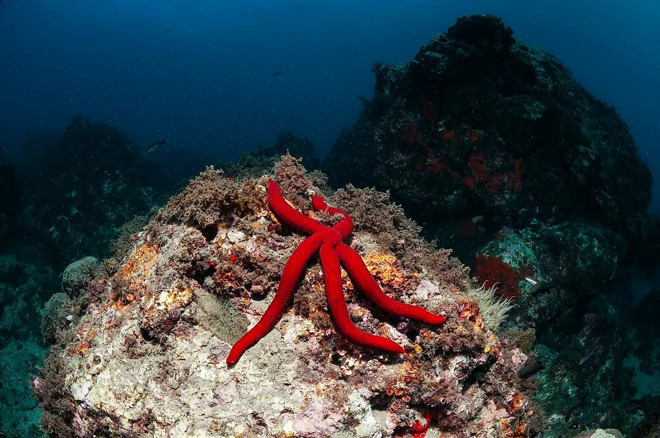 Red starfish underwater in Granada, Spain.