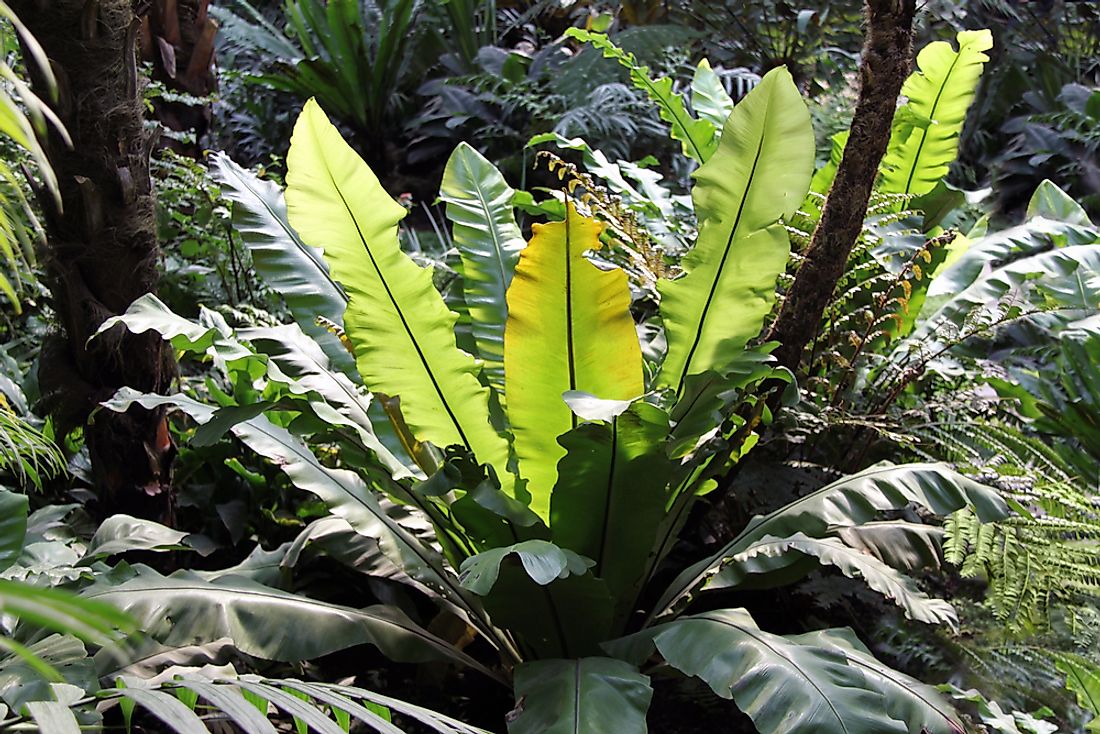 Tropical plants in the Palmengarten, Frankfurt. 