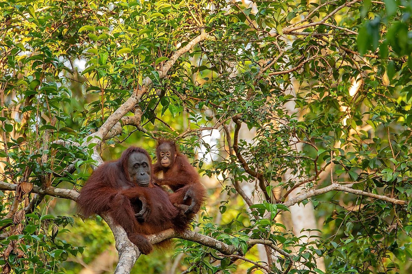 A female orang-utan with her baby in the forest.