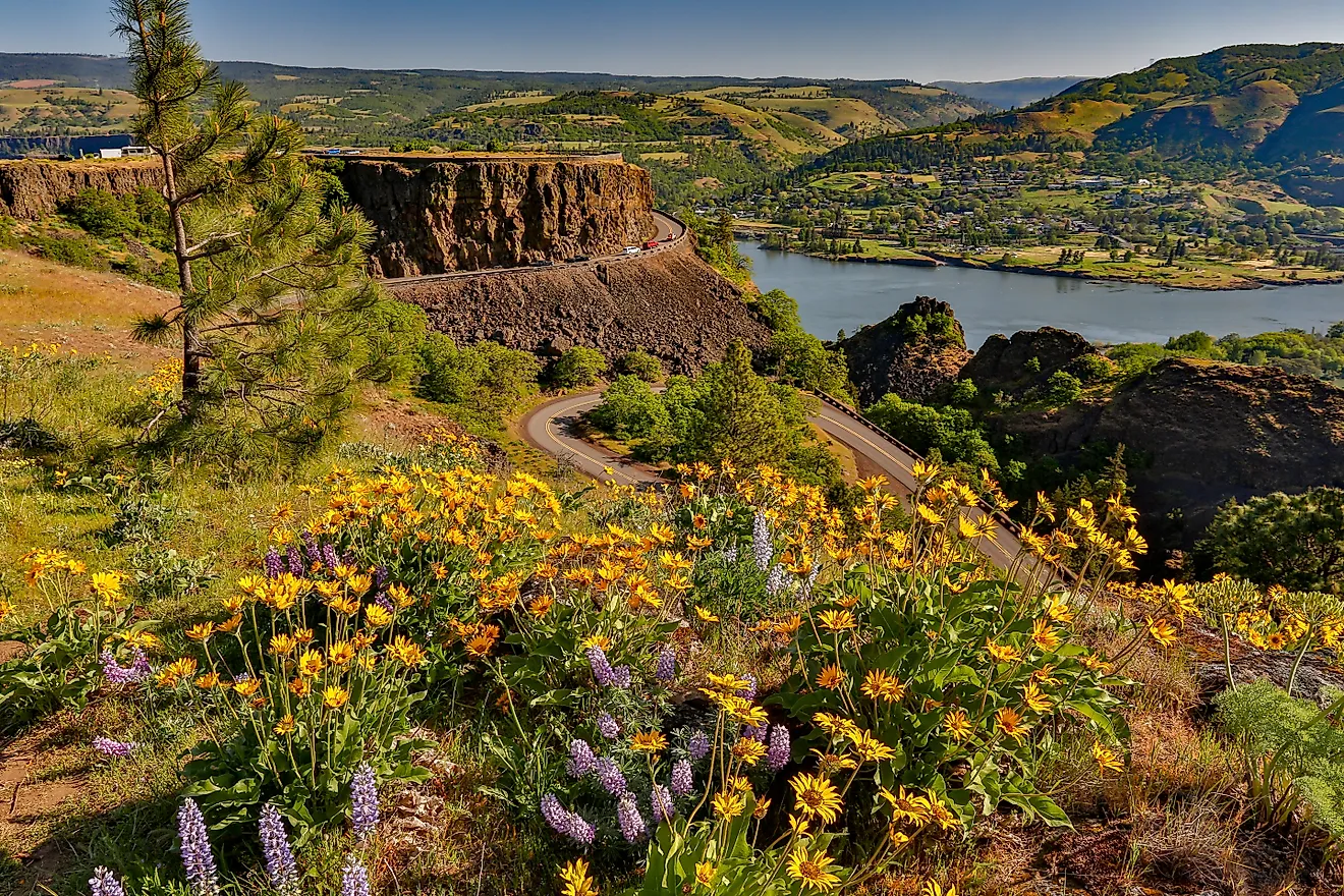 Wild flowers at peak bloom; Tom McCall preserve near Rowena in the Columbia River Gorge National scenic Area, Oregon