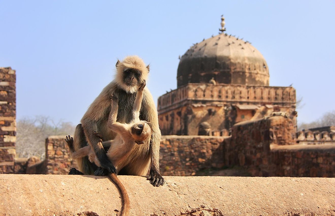 Monkey with her baby on the walls of an ancient fort in the Ranthambhore National Park.