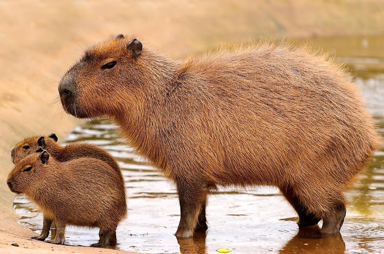 Mother capybara and her young ones.