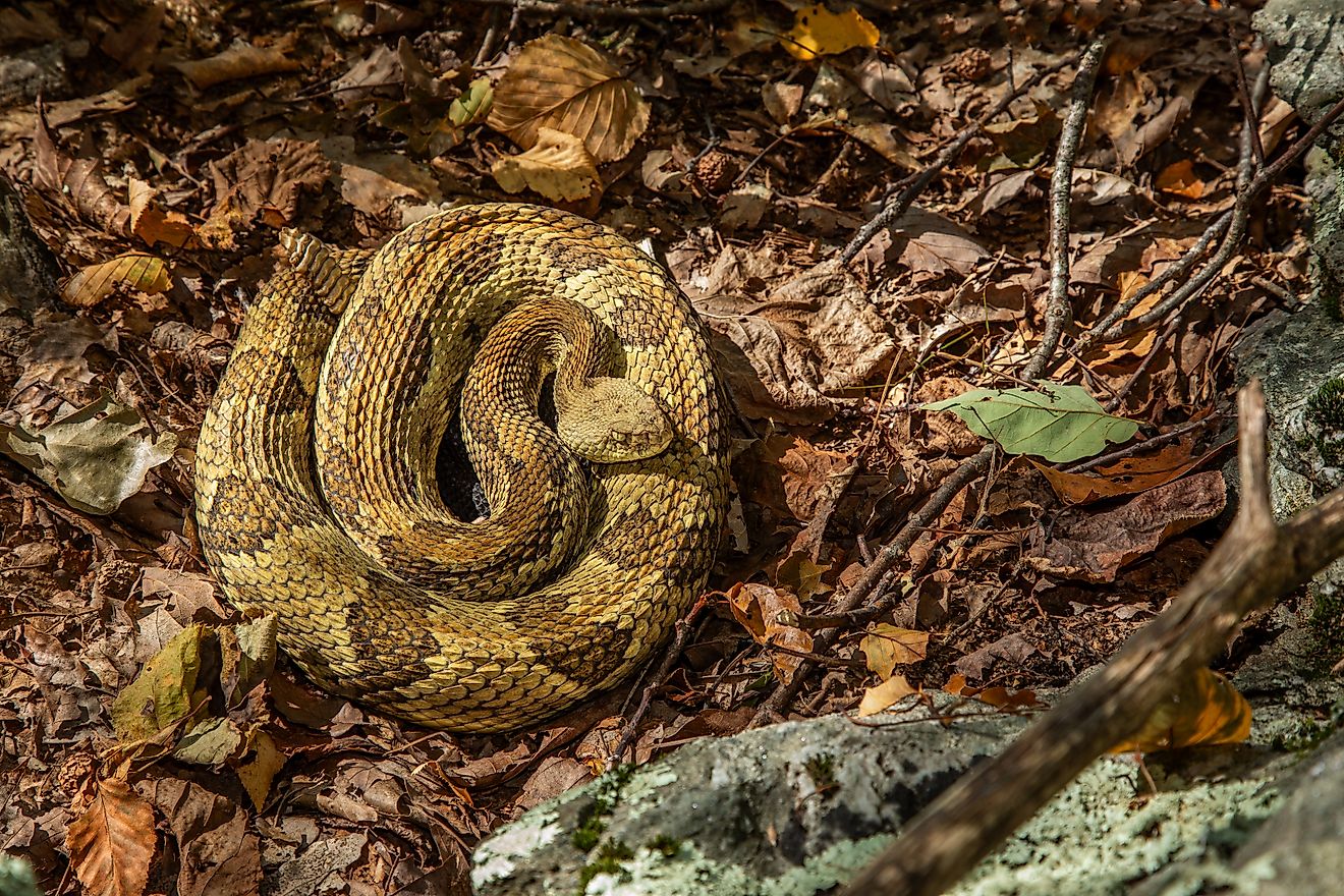 Timber rattlesnake