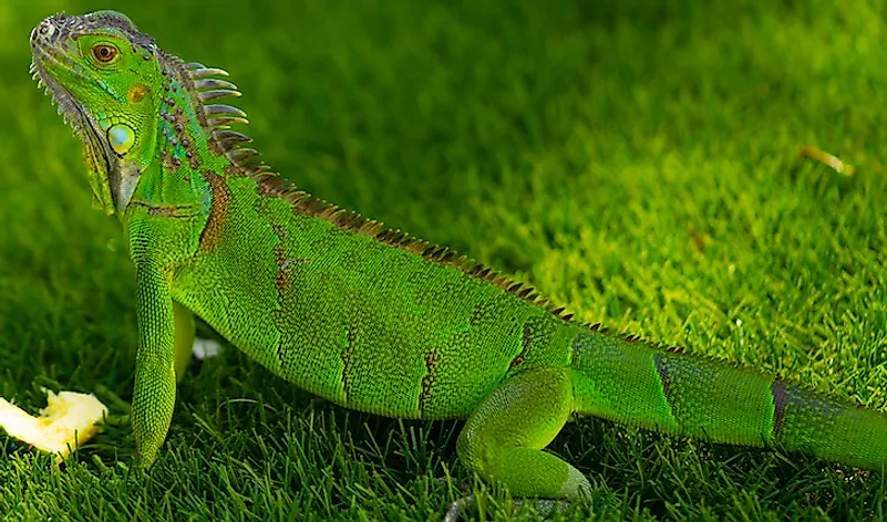 A green iguana in Florida. 