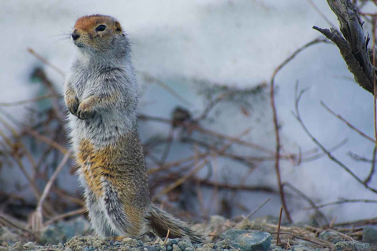 An Arctic ground squirrel. Image credit: Lily McWilliams/Shutterstock.com