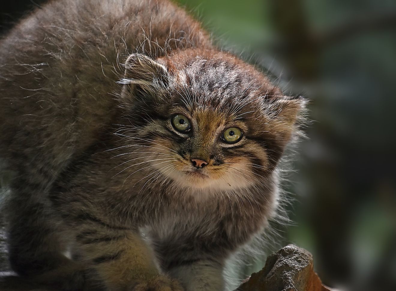 Close up portrait of a kitten of Pallas's cat, one of the 33 species of small wild cats.