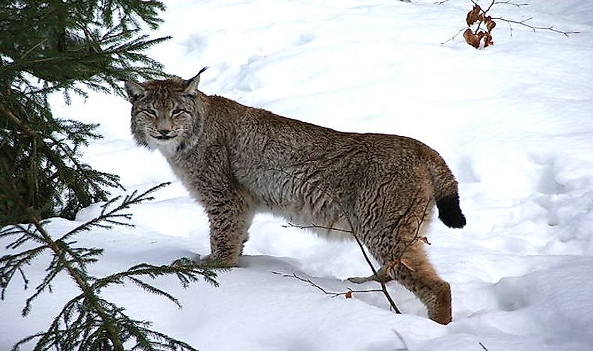 The Canadian Lynx is medium sized cat (family Felidae) that lives in Canada  and the Northern USA (including Alaska). They have long legs and large  broad paws that are covered in fur.