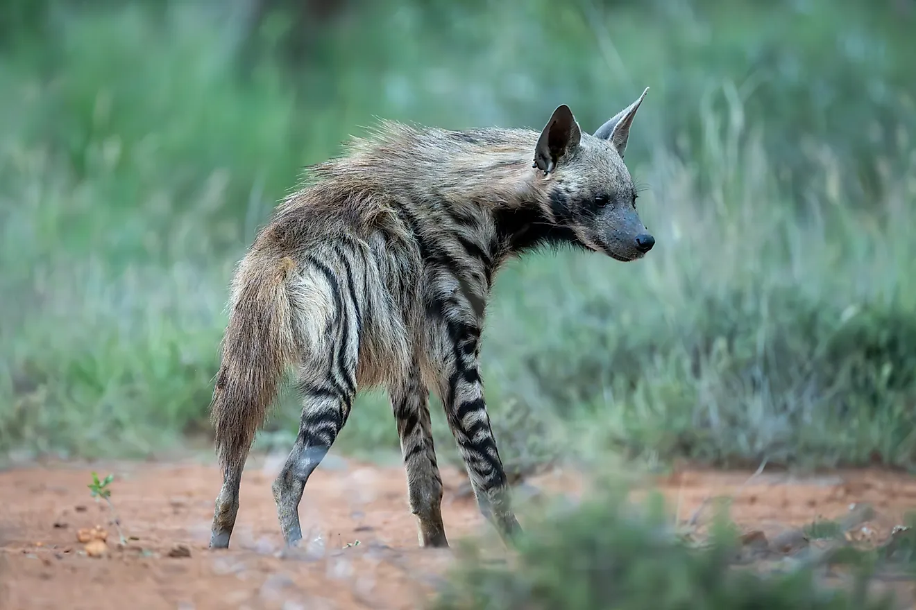 A striped hyena (Hyaena hyaena)