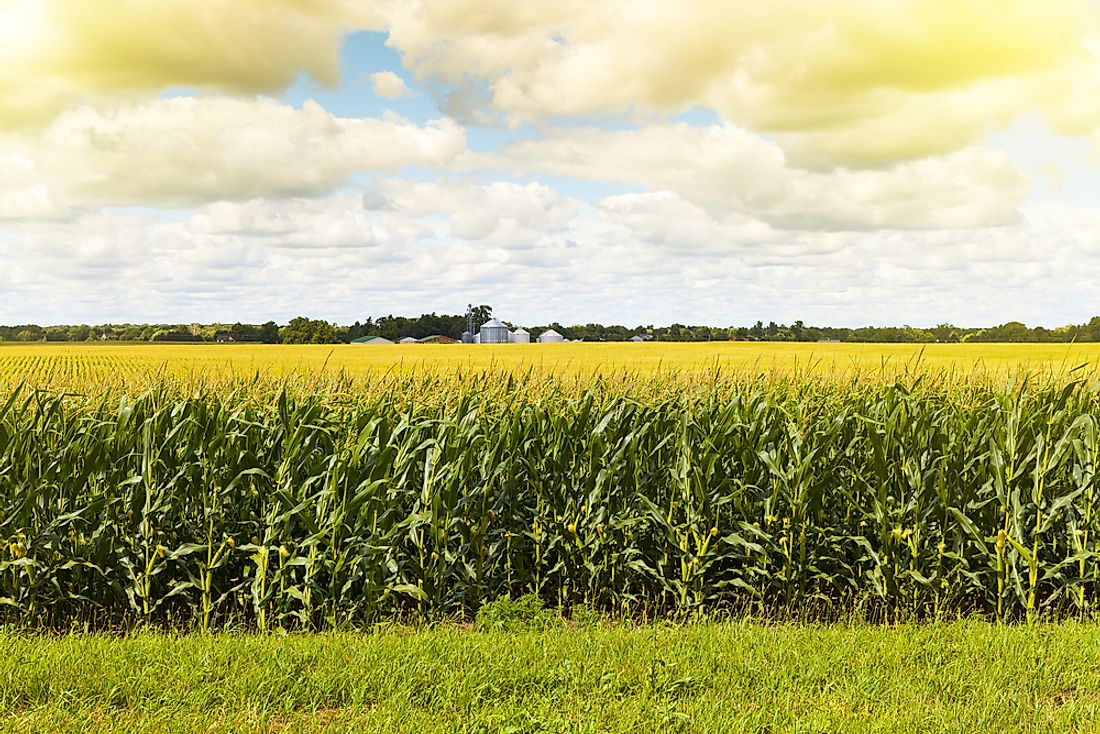 A field of corn in the Midwestern United States. 