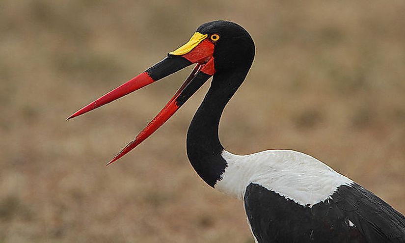 Saddle-Billed Stork is one of the "Big Six" Birds Of the Kruger National Park.