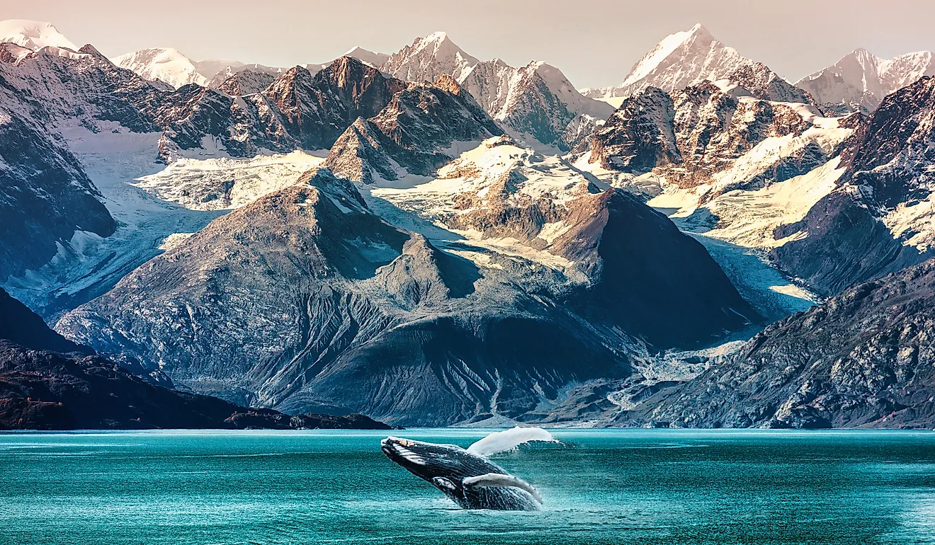A whale breaches in an Alaskan bay.