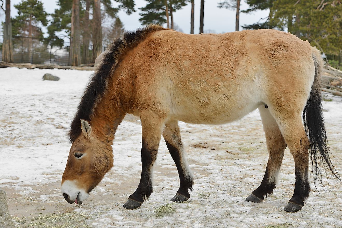 Mongolian wild ass (Equus hemionus hemionus), also known as Mongolian khulan in early spring. Image credit: Popova Valeriya/Shutterstock.com