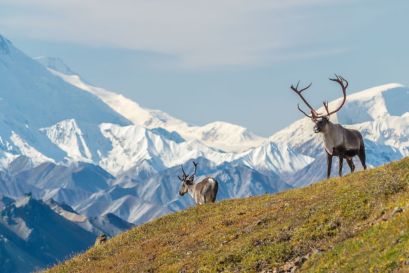 Majestic caribou bull in front of the mount Denali, ( mount Mckinley), Alaska. Image credit: Martin Capek/Shutterstock.com