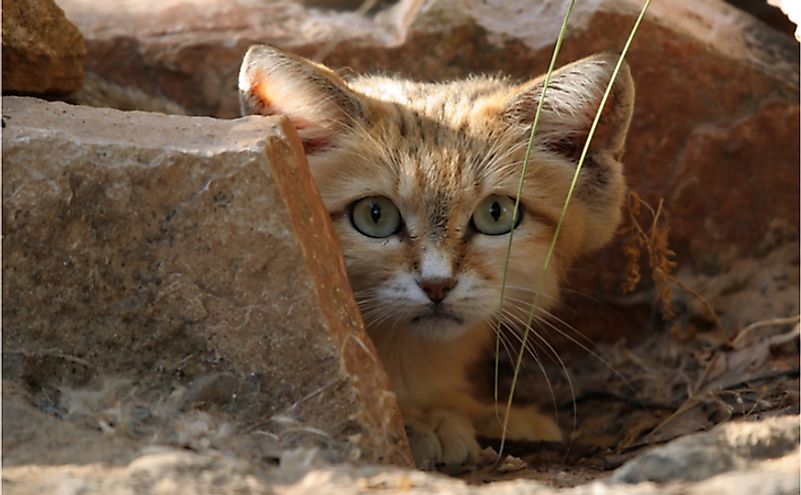 The sand cat is a small wild felid that is found in the deserts of Jordan.