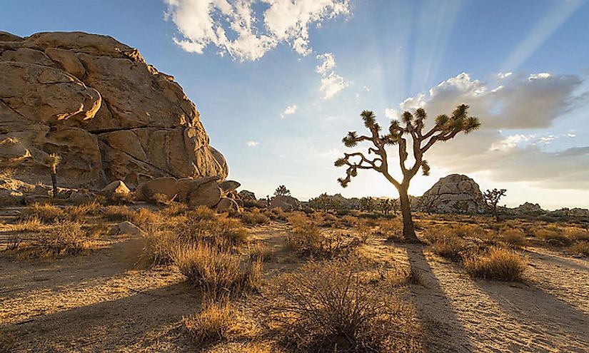 The Joshua Tree National Park​, one of the national parks in California, is famous for its unique landscape.