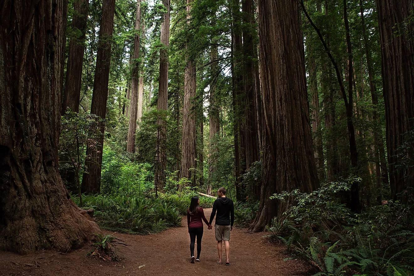 Couple walking through redwood forest at Redwoods National and State Parks, California.