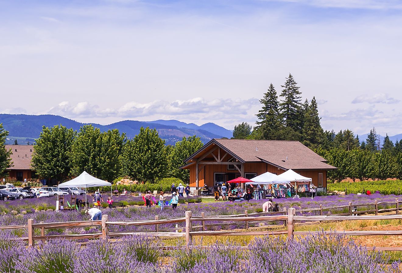 Lavender farms in Hood River, Oregon. Image credit: Victoria Ditkovsky / Shutterstock.com.