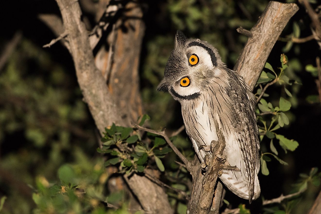 Southern white faced scops owl (Ptilopsis granti) at night, Botswana. Image credit: Bobby Bradley/Shutterstock.com