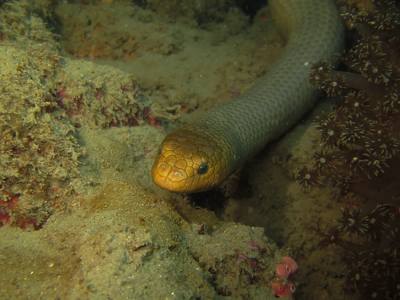 Large Olive Sea Snake Underwater Diving 