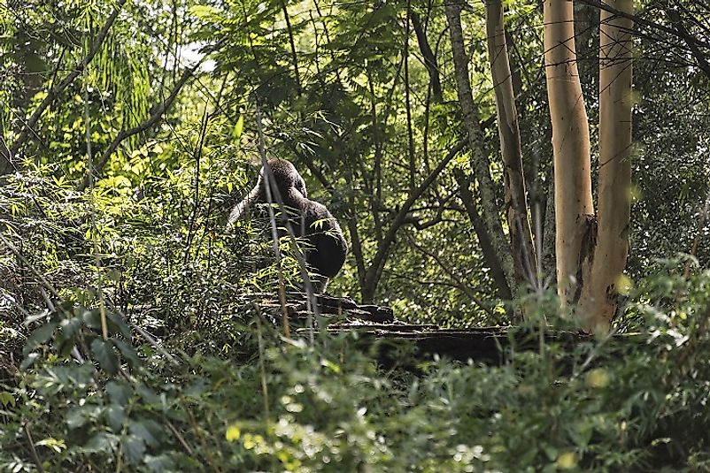 A gorilla in the dense forests near Equatorial Guinea's Atlantic coast.