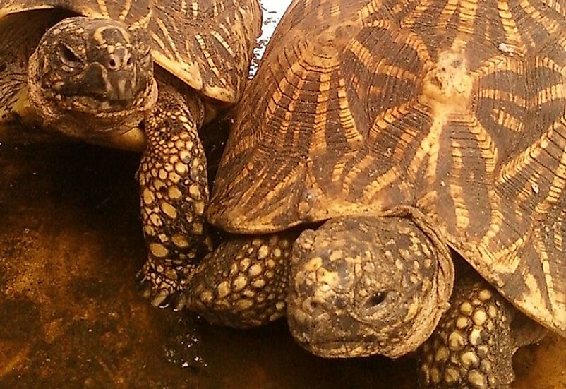 Indian Star Tortoises with their iconic "star"-studded shells.