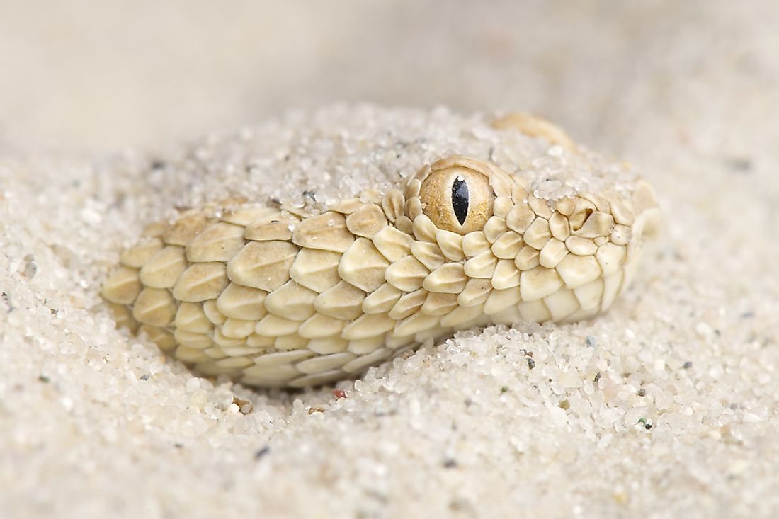 Saharan sand viper. Image credit: reptiles4all/Shutterstock.com