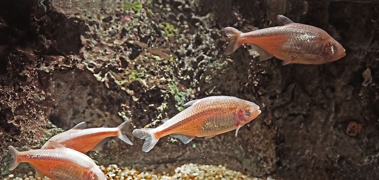 Blind cavefish. Cherdchai Chaivimol/Shutterstock.com