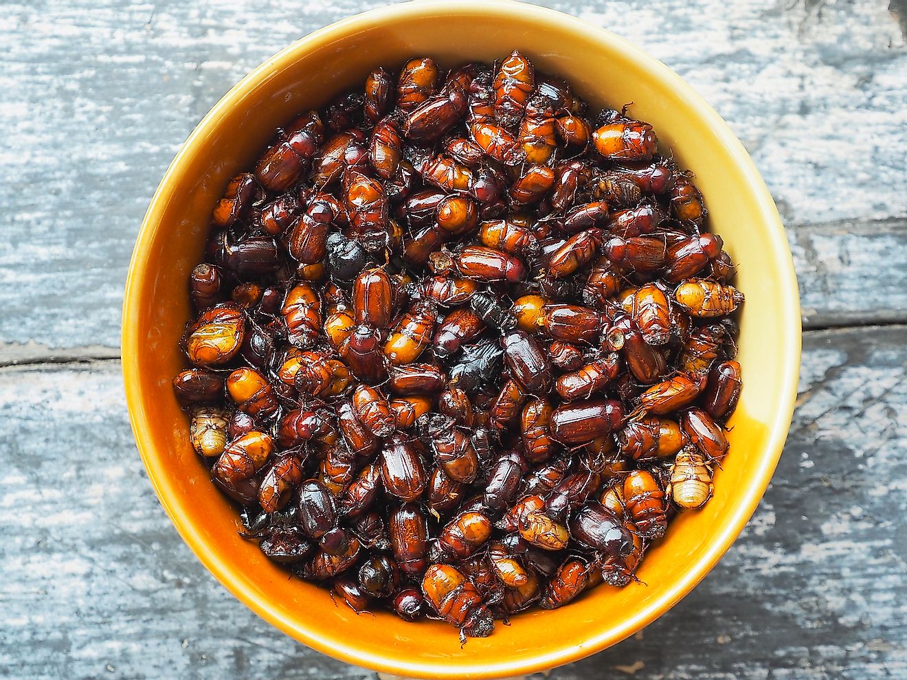 A bowl of deep fried and crispy Ruby roast beetle. Image credit: Eakarat Jugmai/Shutterstock.com