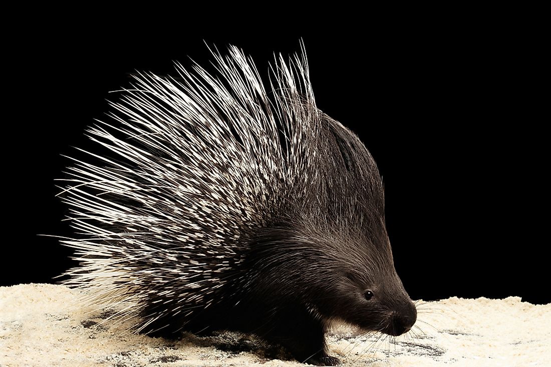 A closeup of a porcupine and its quills. 