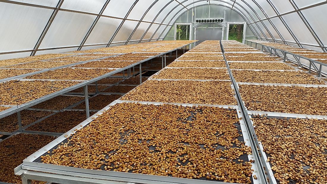 Coffee beans from Sao Tome and Principe drying.
