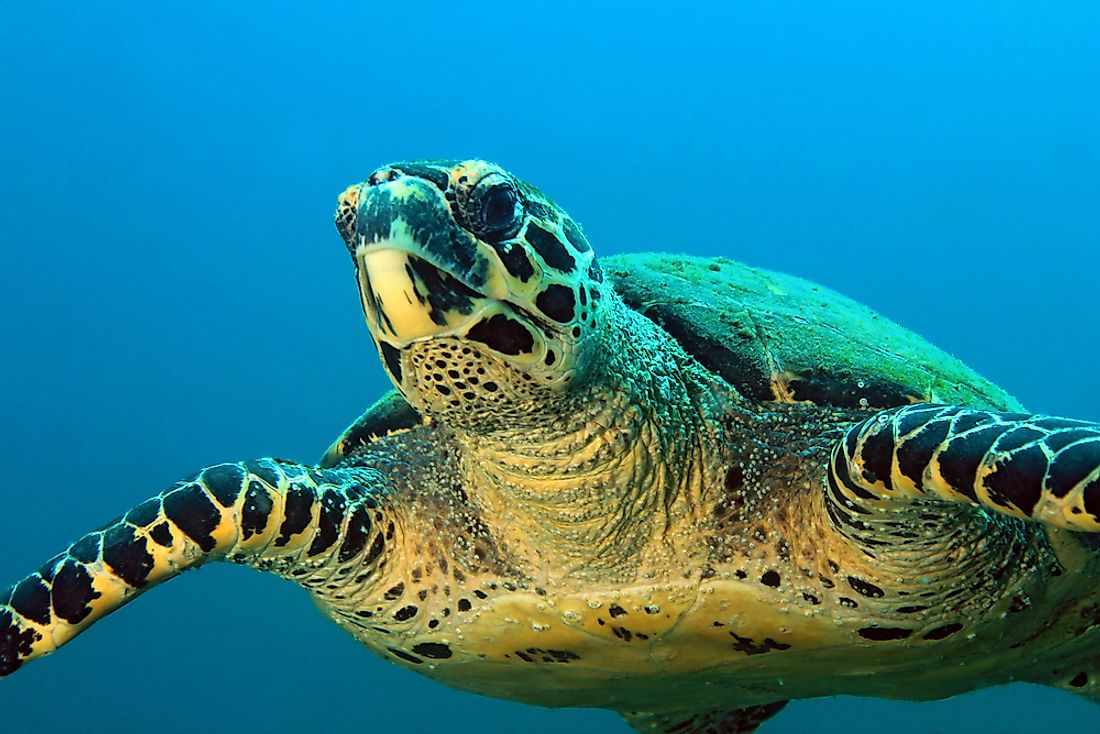 Ocean Endangered Animals List Species Turtle Threatened Hawksbill Sea ...