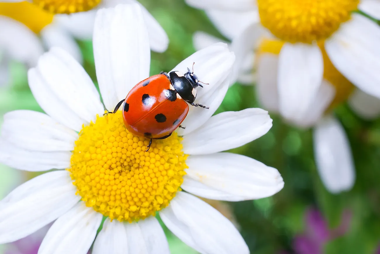 Ladybugs are great pollinators. Image credit: Tiplyashina Evgeniya/Shutterstock.com