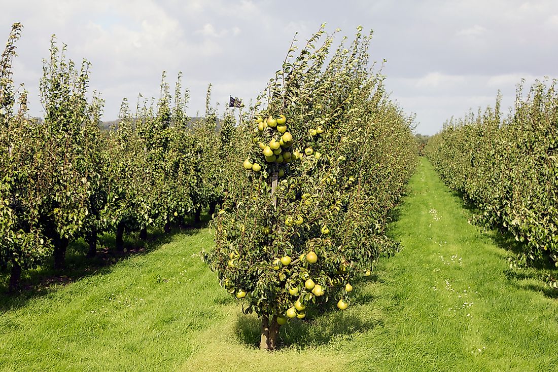 A pear orchard in the Netherlands. 