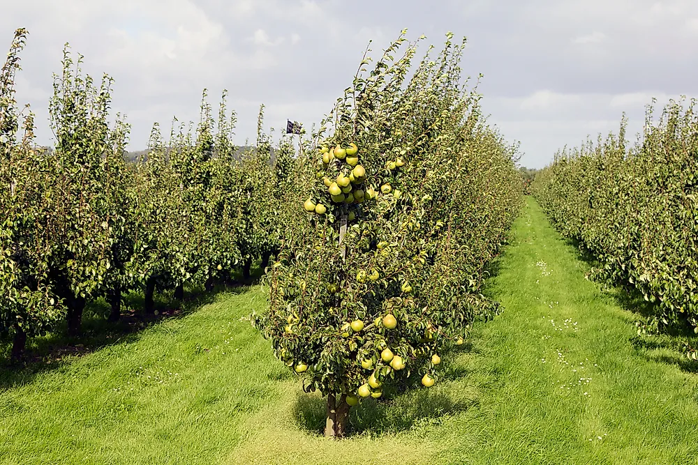 A pear orchard in the Netherlands. 