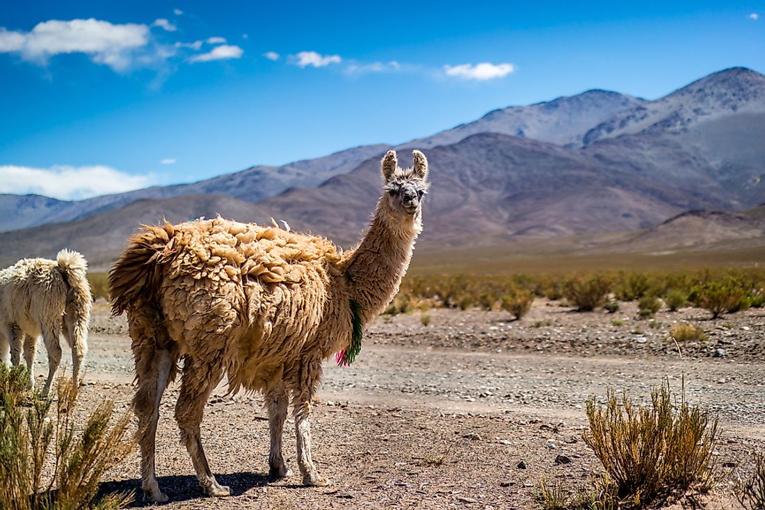 A llama in the Andes. 