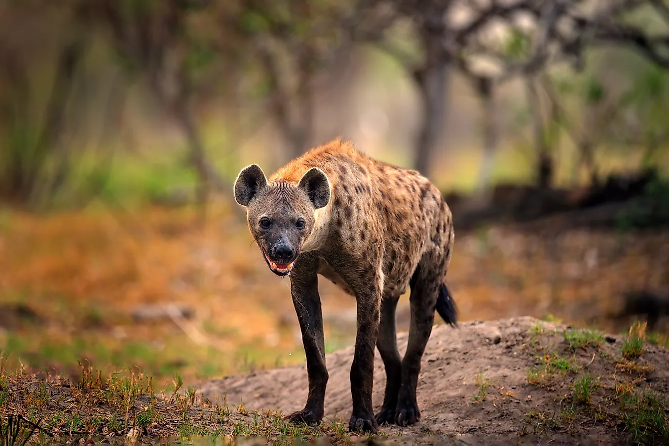 Spotted hyena (Crocuta crocuta) Credit: Ondrej Prosicky via Shutterstock