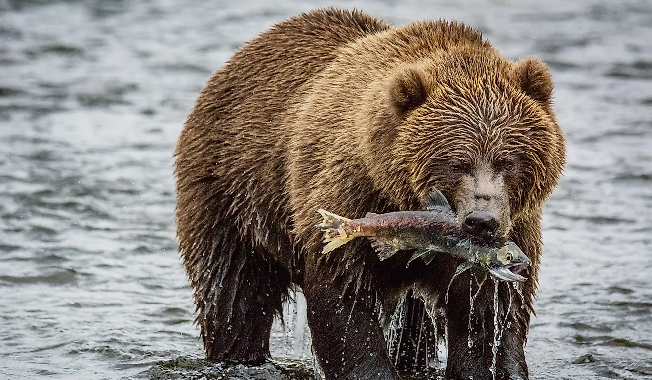 Kodiak Brown bear on Kodiak Island, Alaska, in the summer.