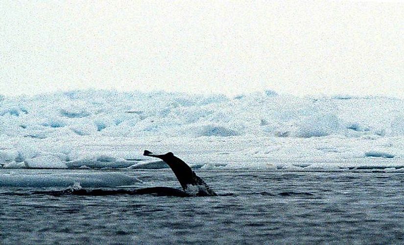 The flukes of a narwhal in a Baffin Bay polynya.