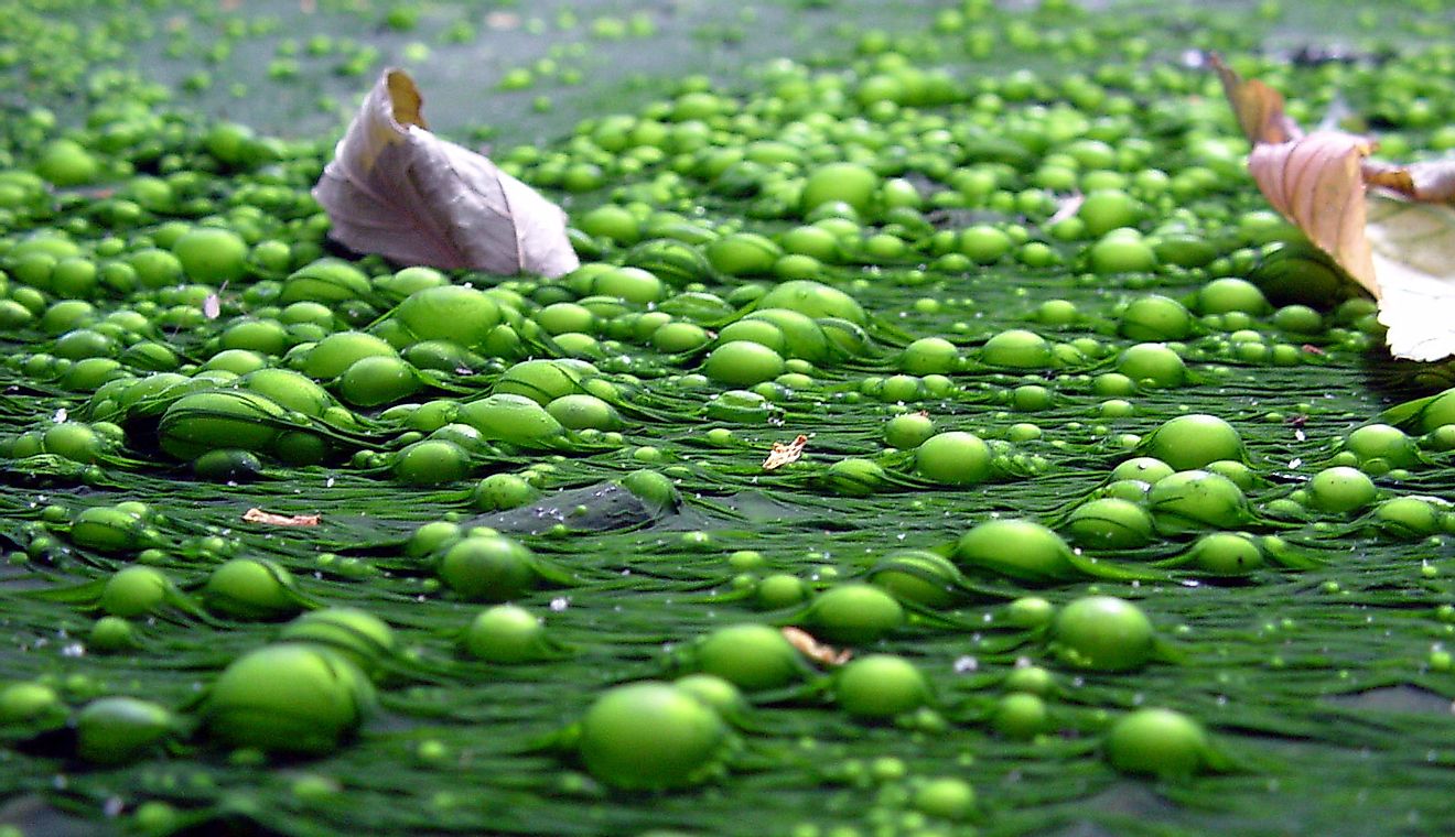 Algal bloom caused by eutrophication: Fertilizer run-offs from crop fields are one of the factors responsible for eutrophication.