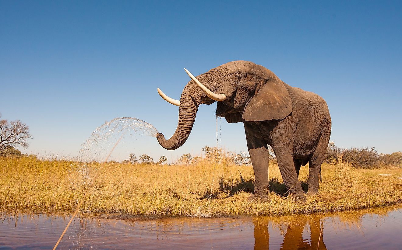 The African Elephant is endemic to Cameroon. 