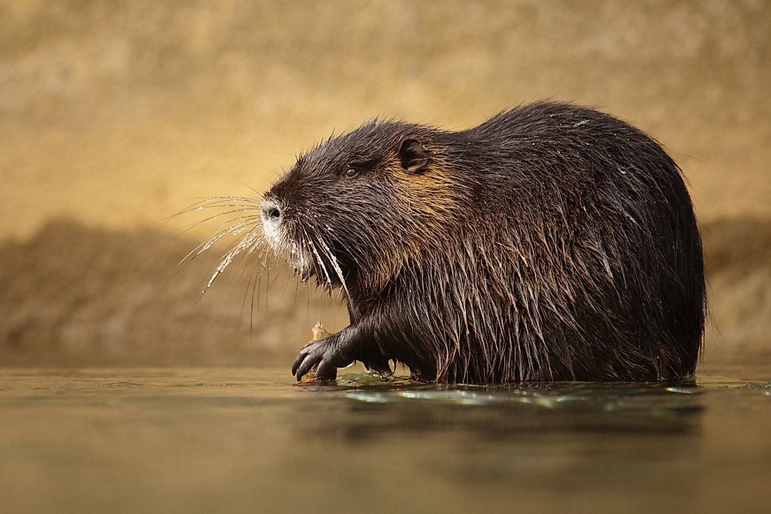 The nutria (coypu) is unique for its semiaquatic nature.