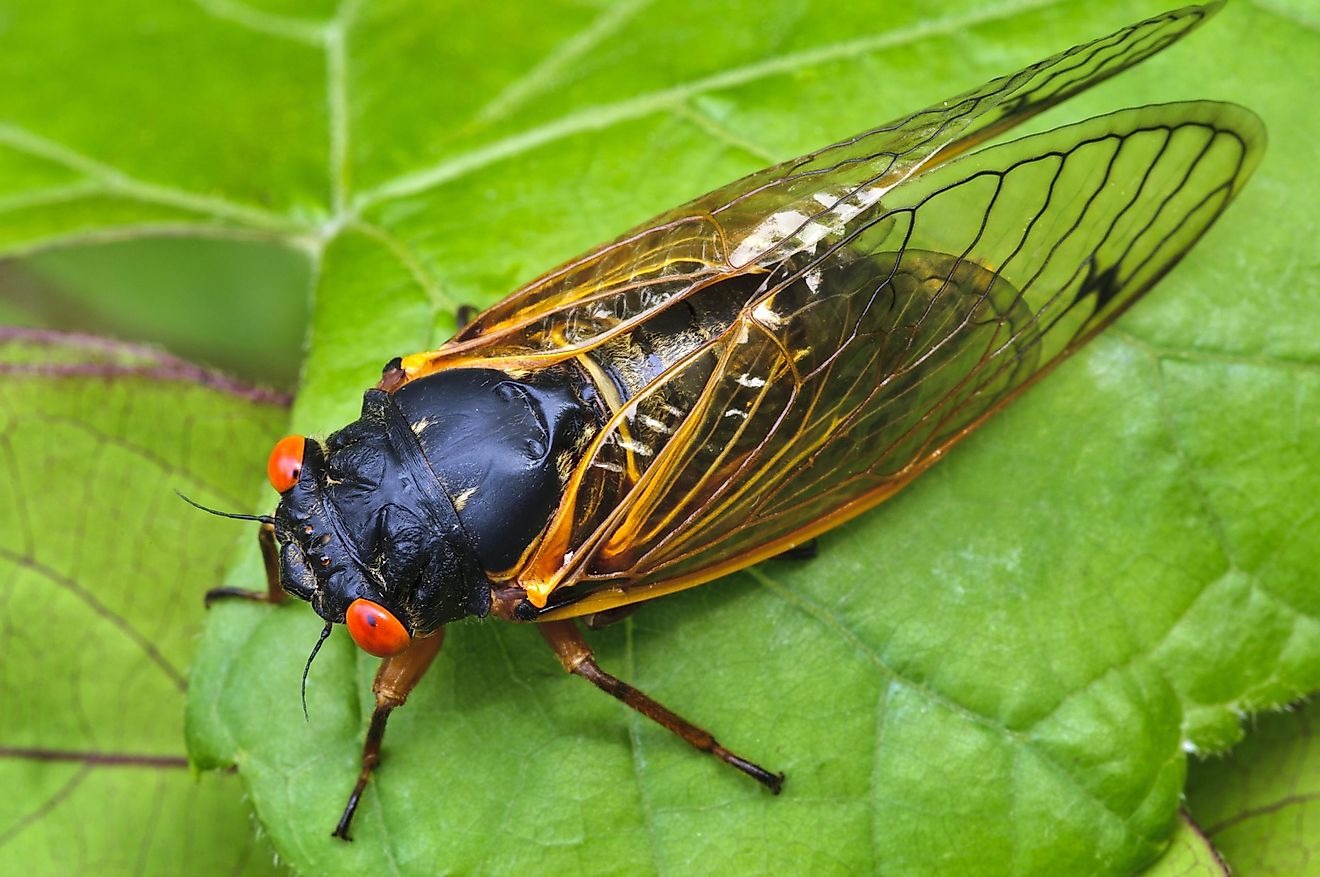 Adult periodical cicadas are over an inch in size, are black on top and orange below, with red eyes and transparent wings.