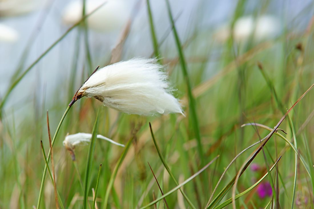 The westerly winds occur from December to February in the northern hemisphere. 