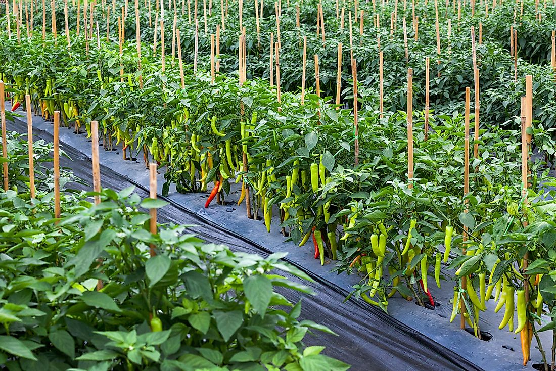 A chili farm in Mexico.